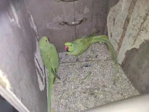 Big Size Indian Ringneck Pair