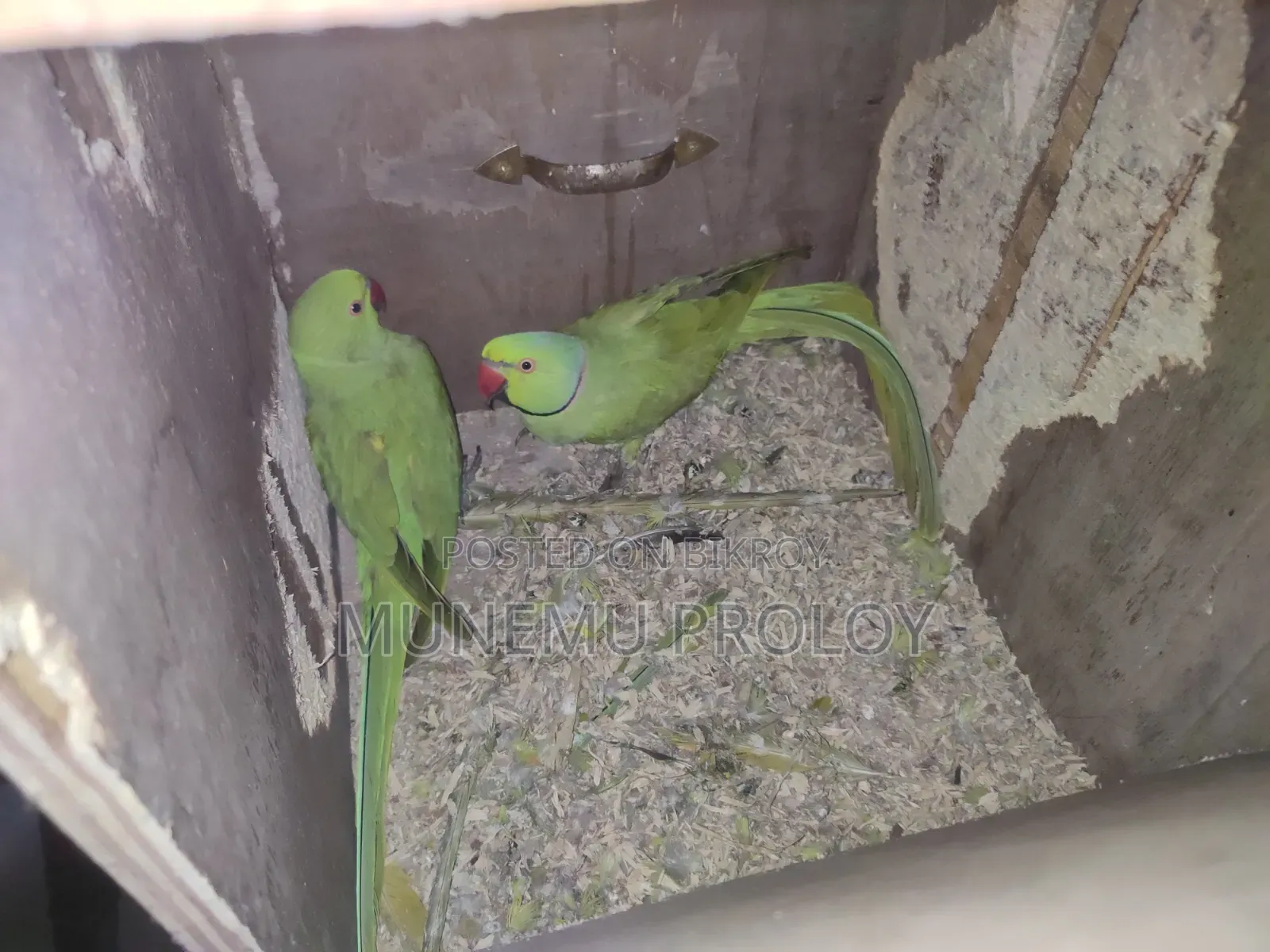 Big Size Indian Ringneck Pair