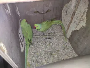 Big Size Indian Ringneck Pair