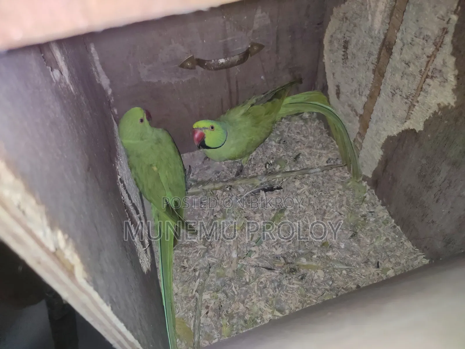 Big Size Indian Ringneck Pair