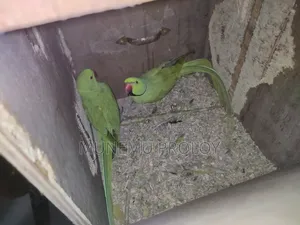 Big Size Indian Ringneck Pair