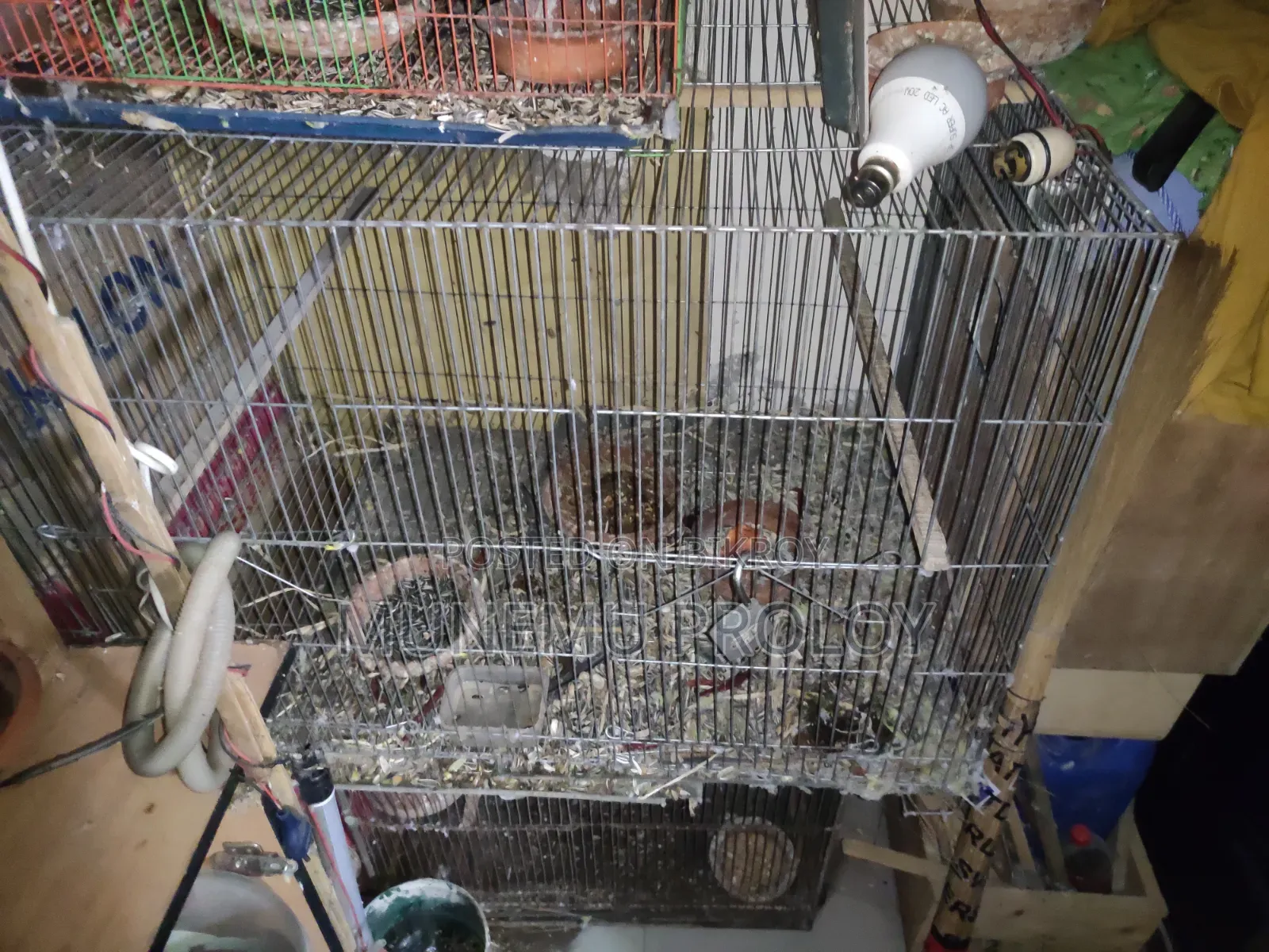 Big Size Indian Ringneck Pair
