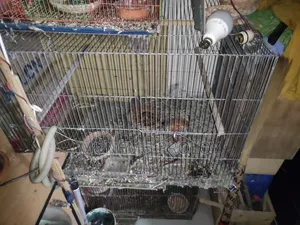 Big Size Indian Ringneck Pair