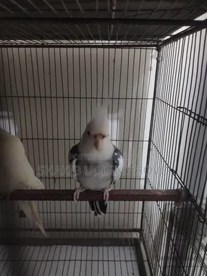 Adult Male Cockatiel