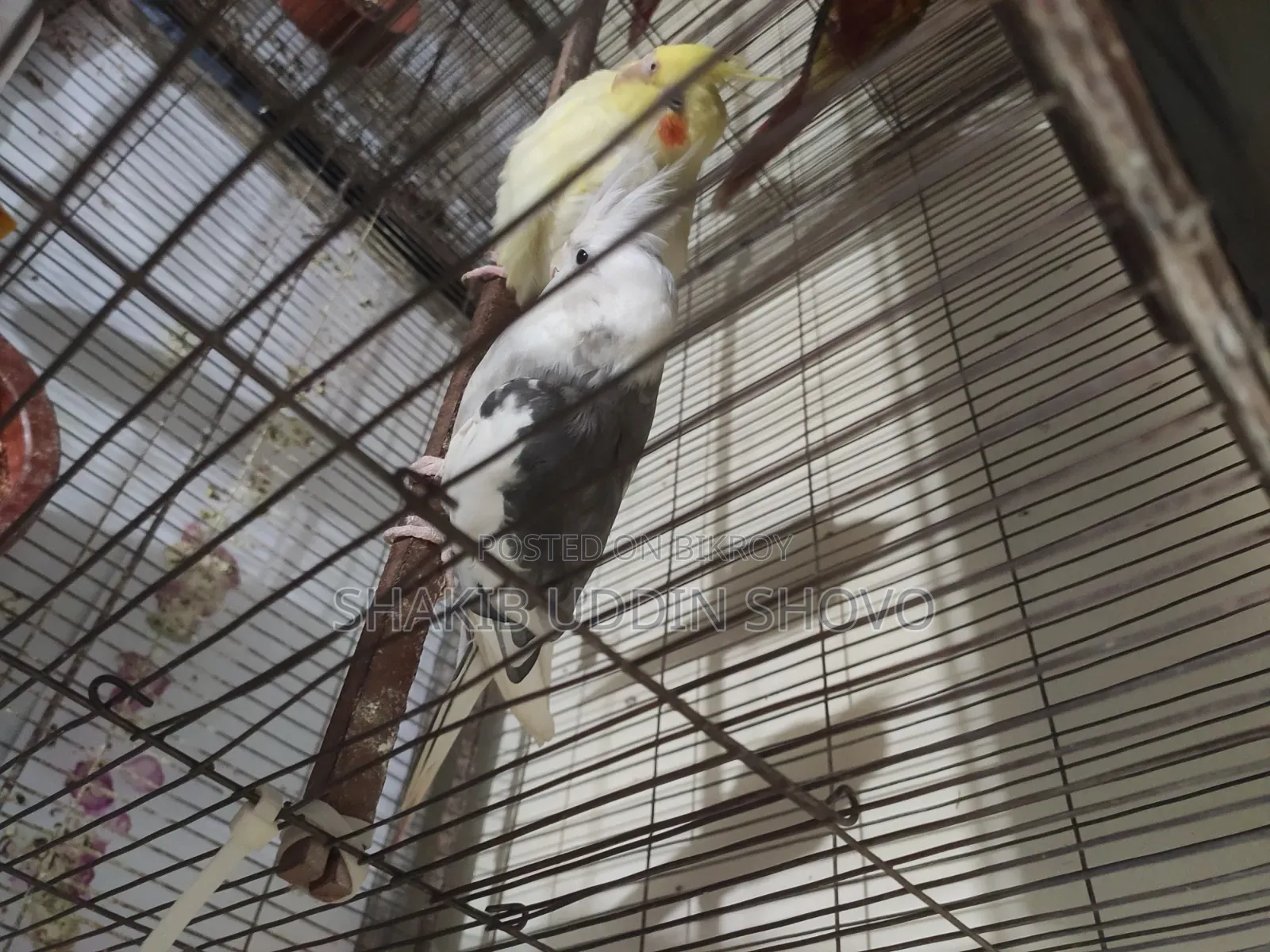 Adult Male Cockatiel