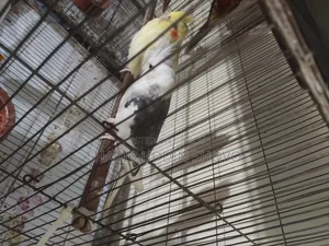 Adult Male Cockatiel