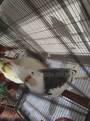 Adult Male Cockatiel