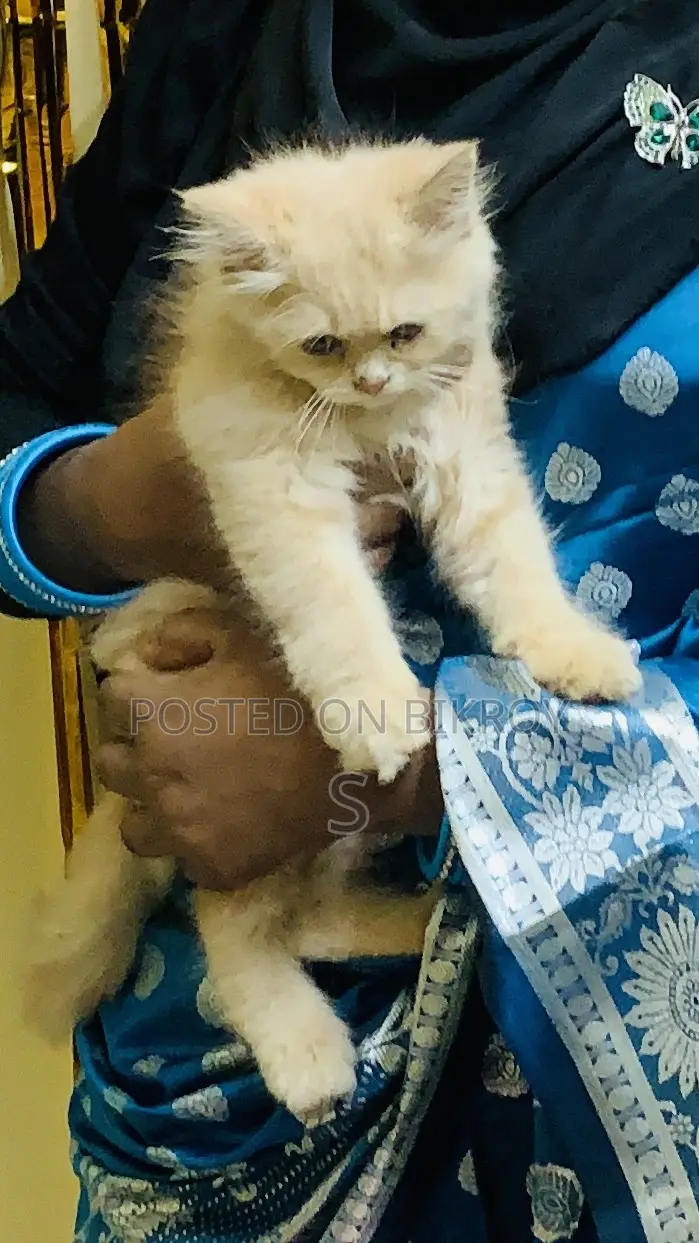 1-3 Months Female Purebred Persian Cat