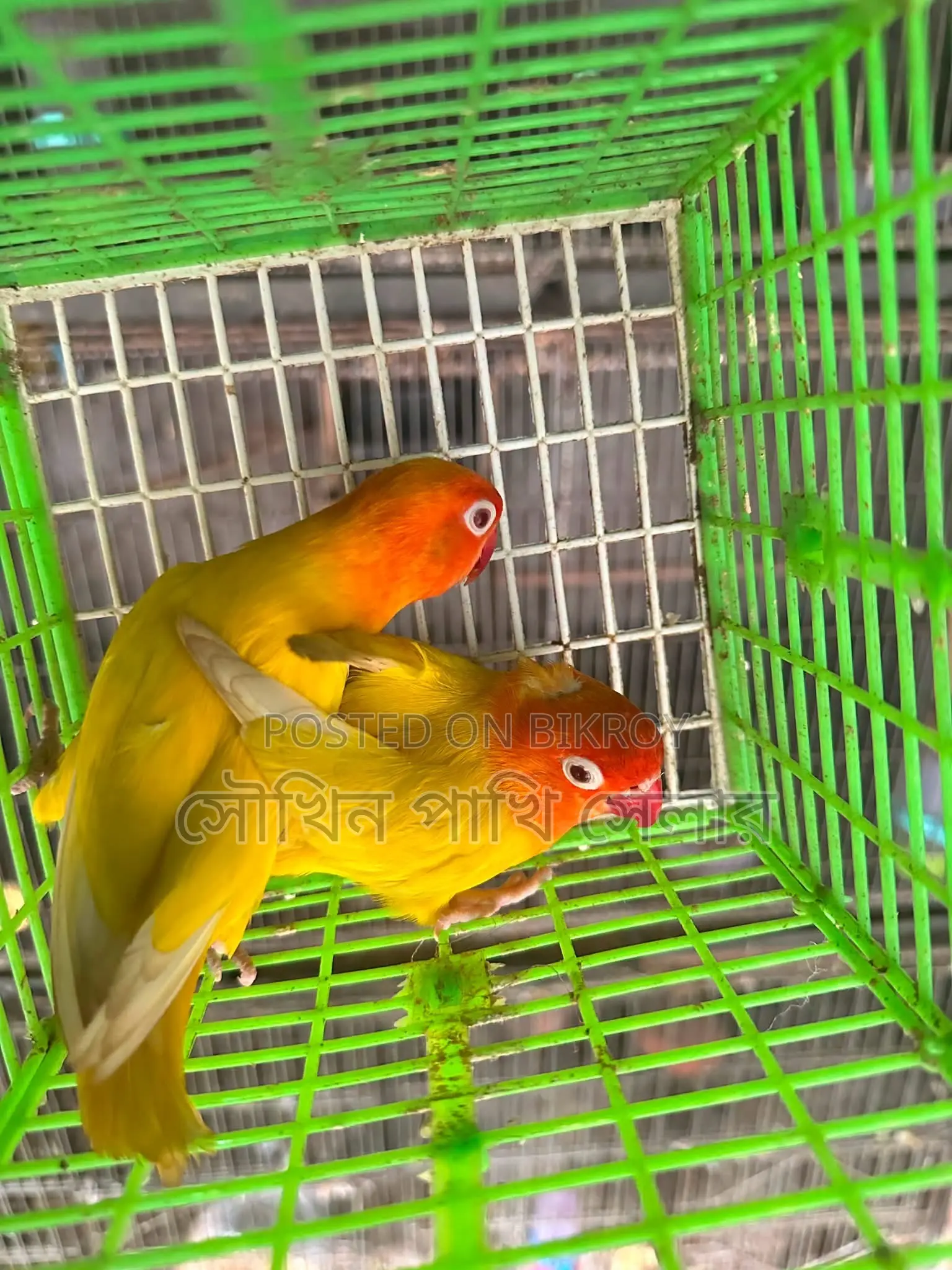 Love Bird
