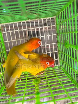 Love Bird
