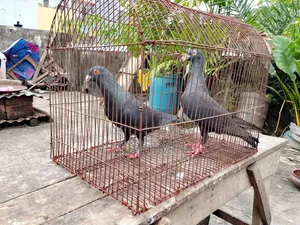 A pair of original black Huma pigeons will be sold.