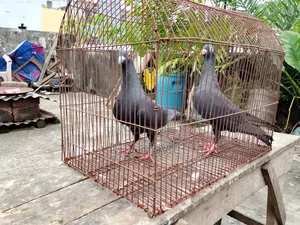 A pair of original black Huma pigeons will be sold.