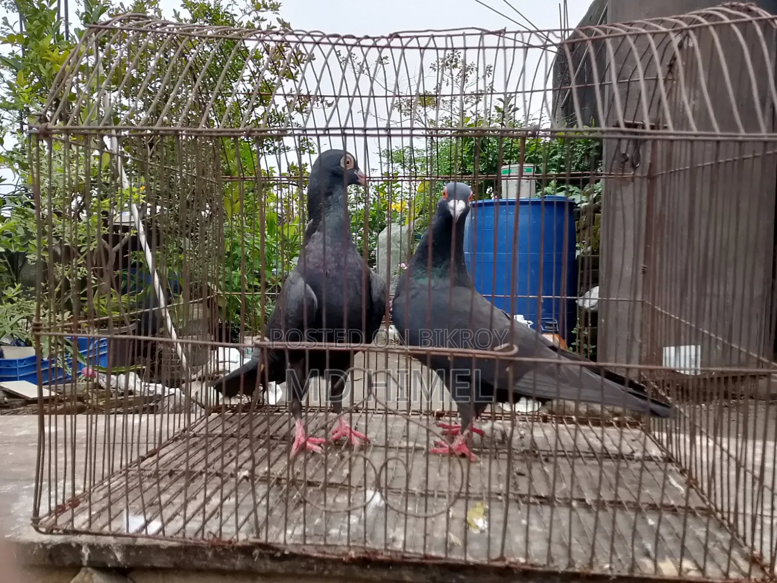 A pair of original black Huma pigeons will be sold.