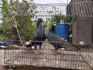 A pair of original black Huma pigeons will be sold.