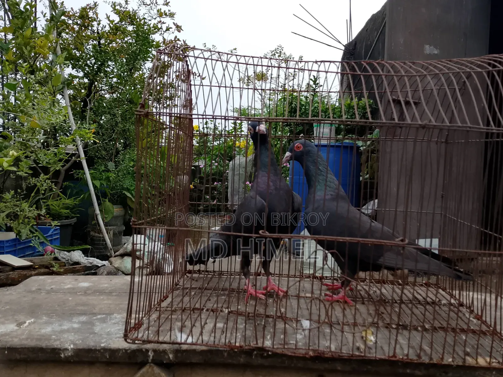 A pair of original black Huma pigeons will be sold.