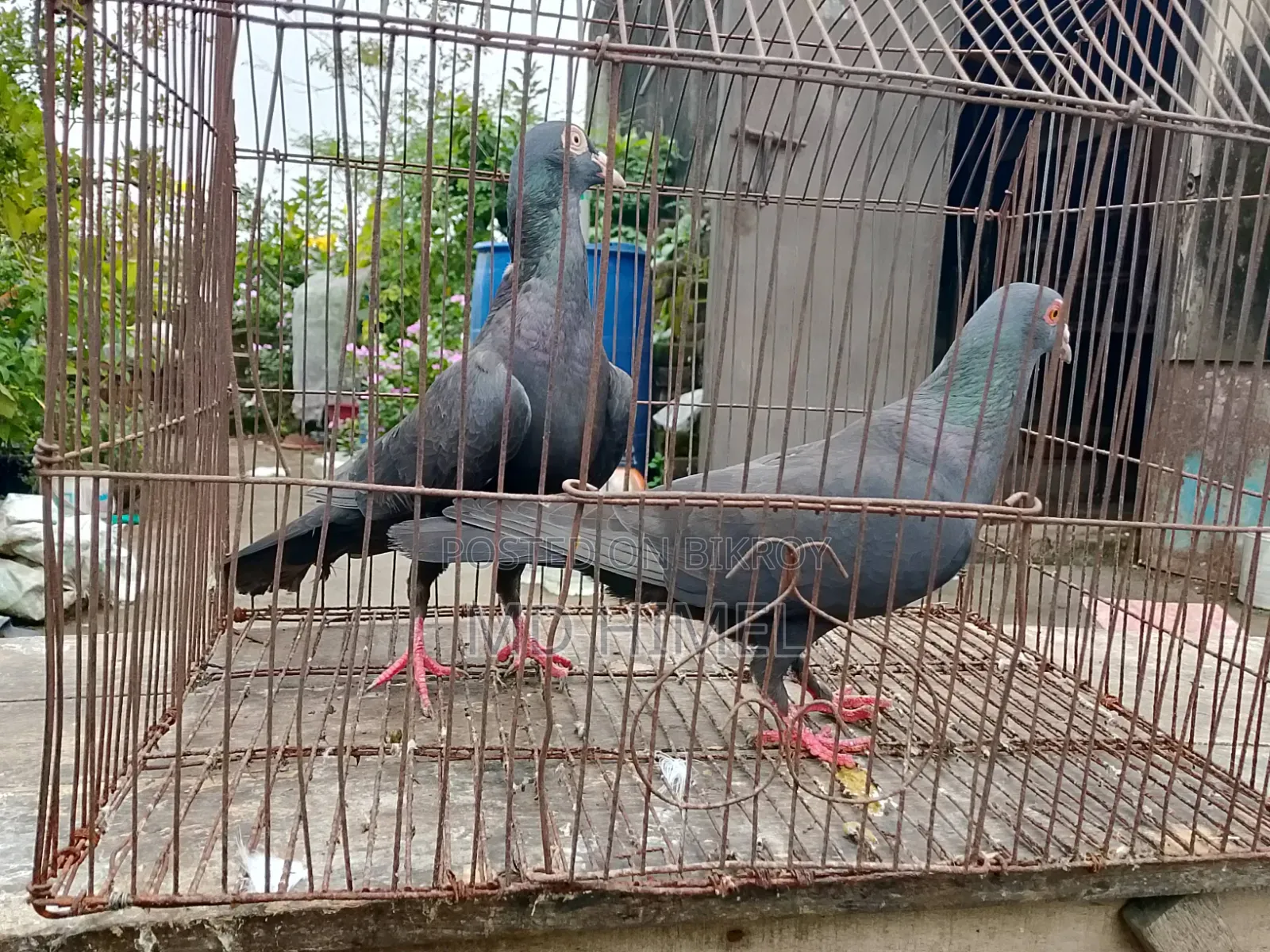 A pair of original black Huma pigeons will be sold.