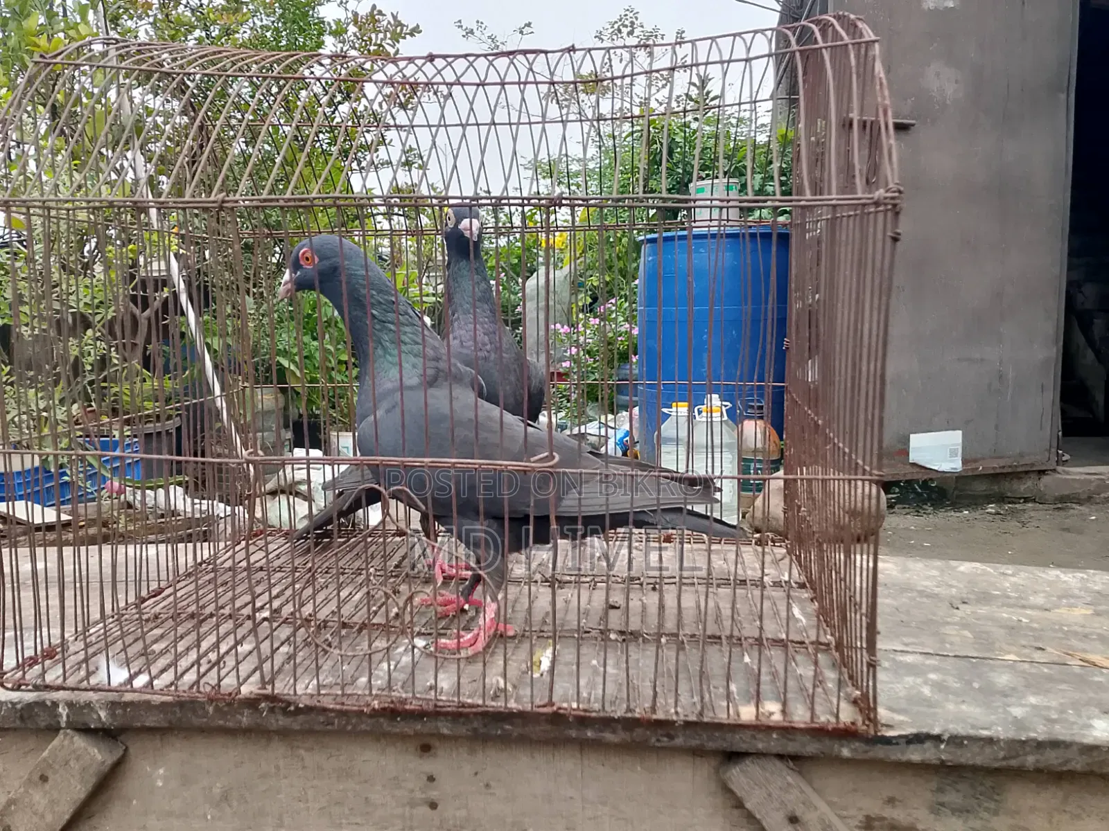 A pair of original black Huma pigeons will be sold.