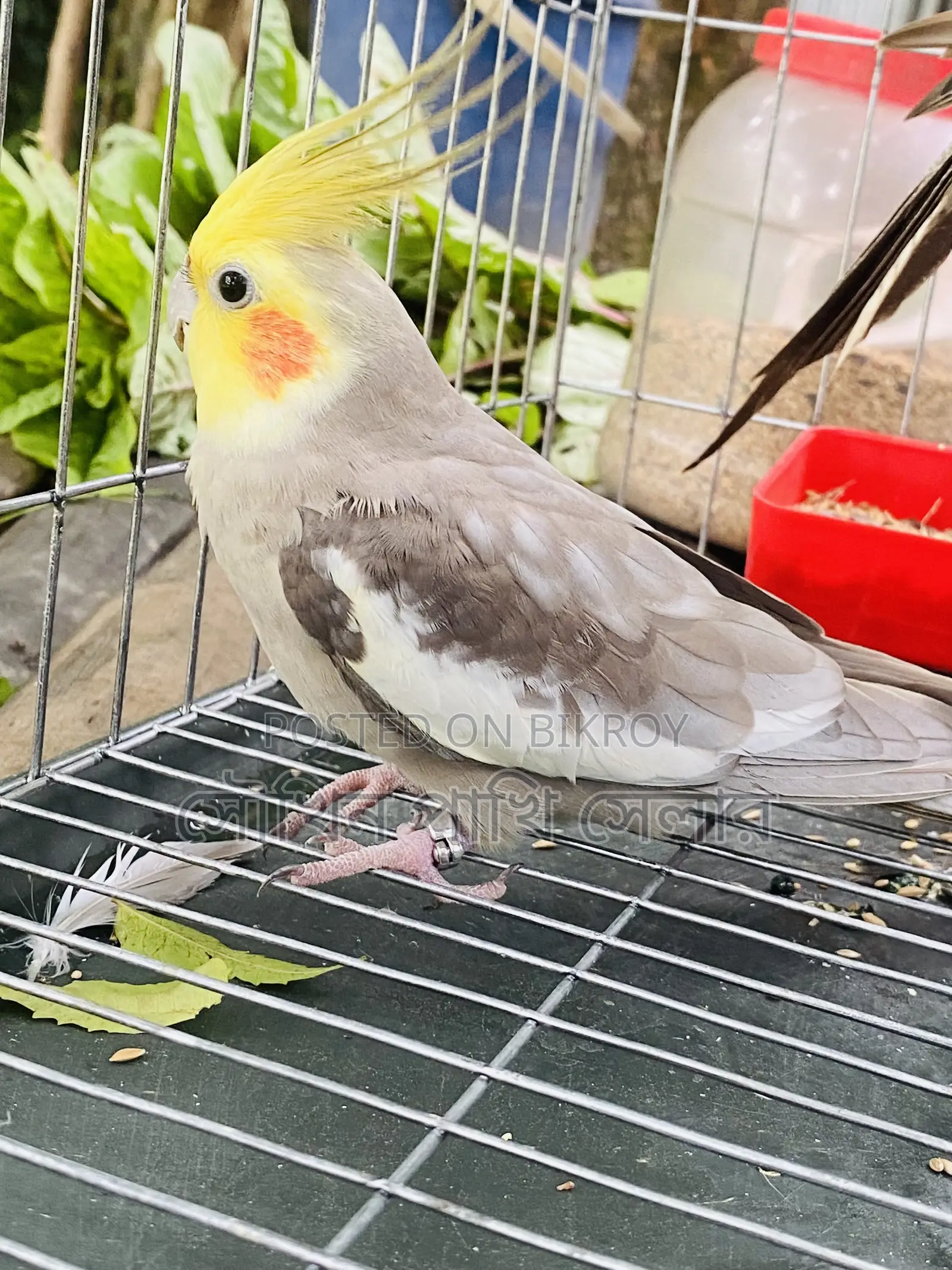 Cockatiel Grey