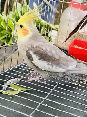 Cockatiel Grey