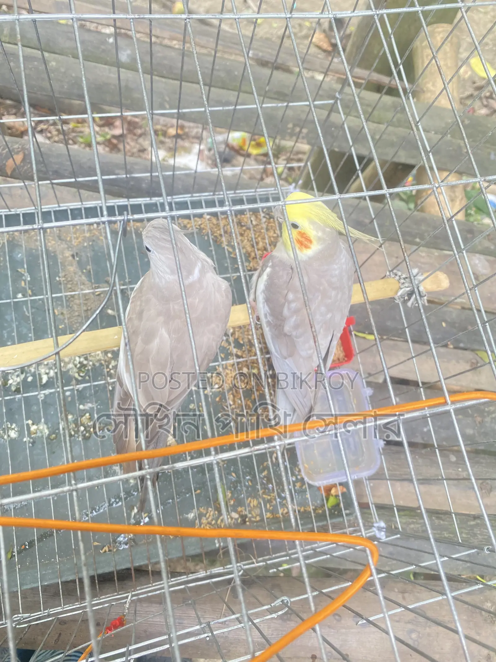 Cockatiel Grey