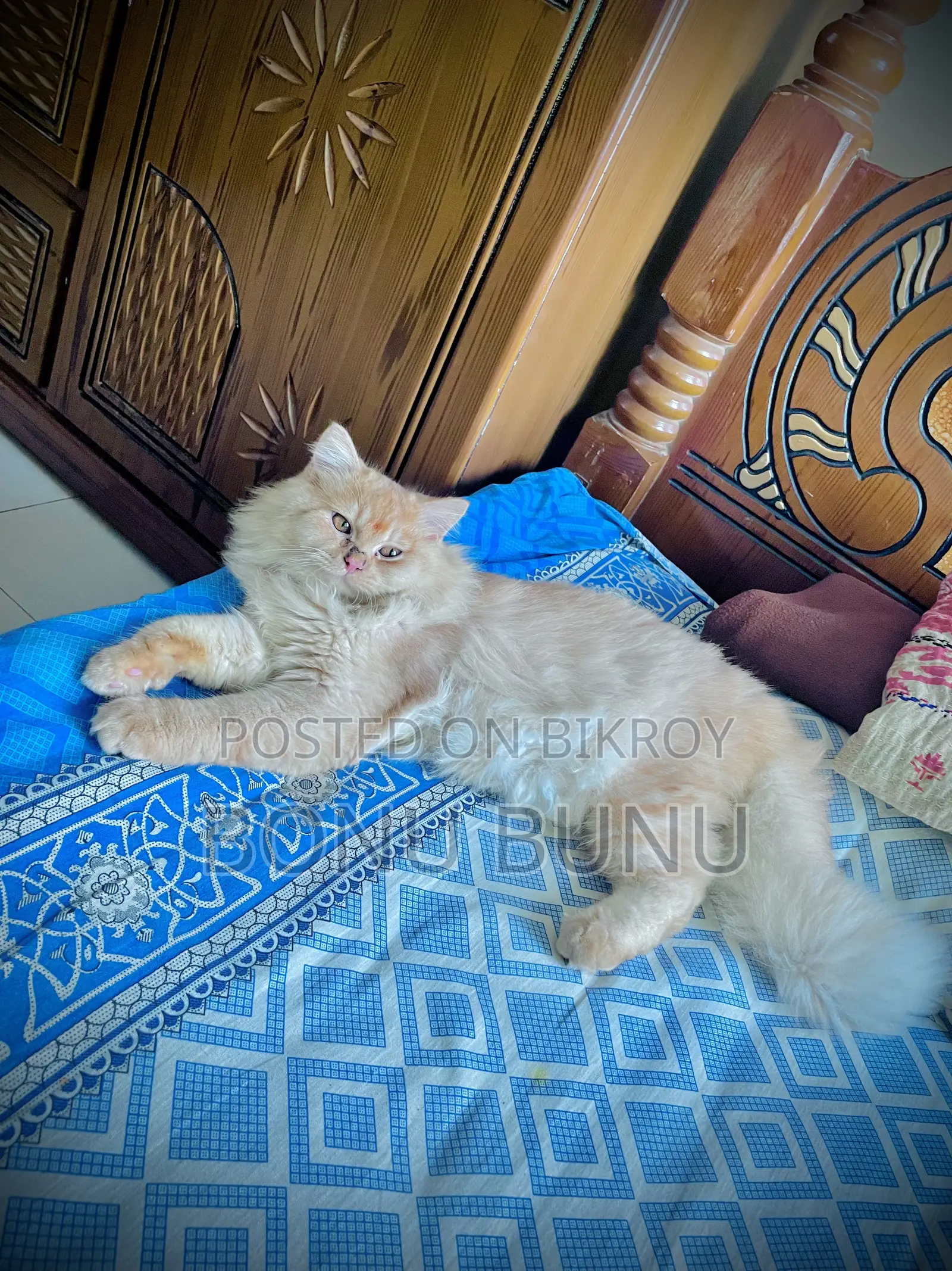১+ বছরের পুরুষ পিওরব্রেড পার্সিয়ান