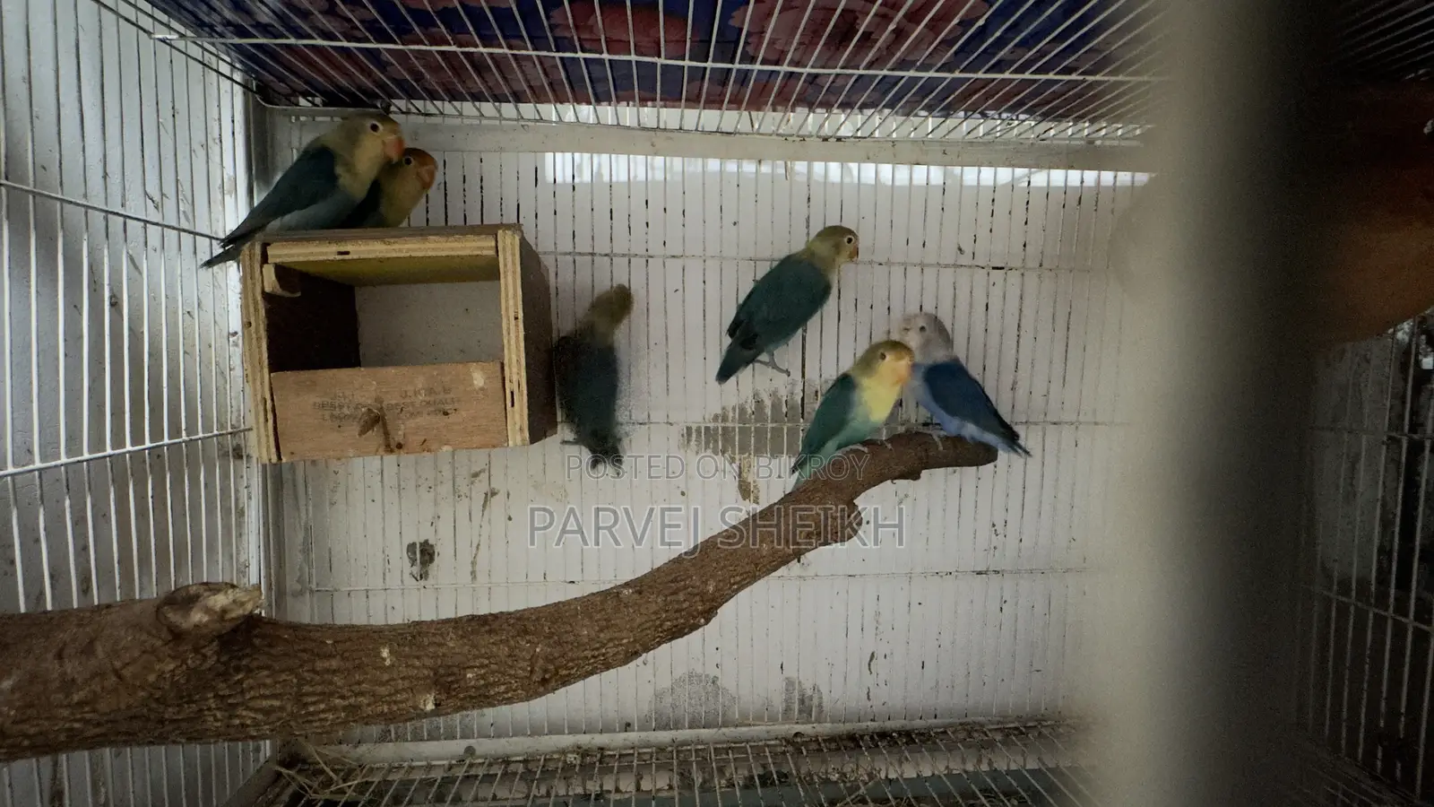 Parblue Opaline
