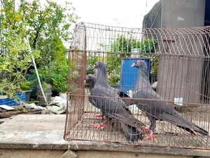 Three original black Huma female pigeons will be sold.