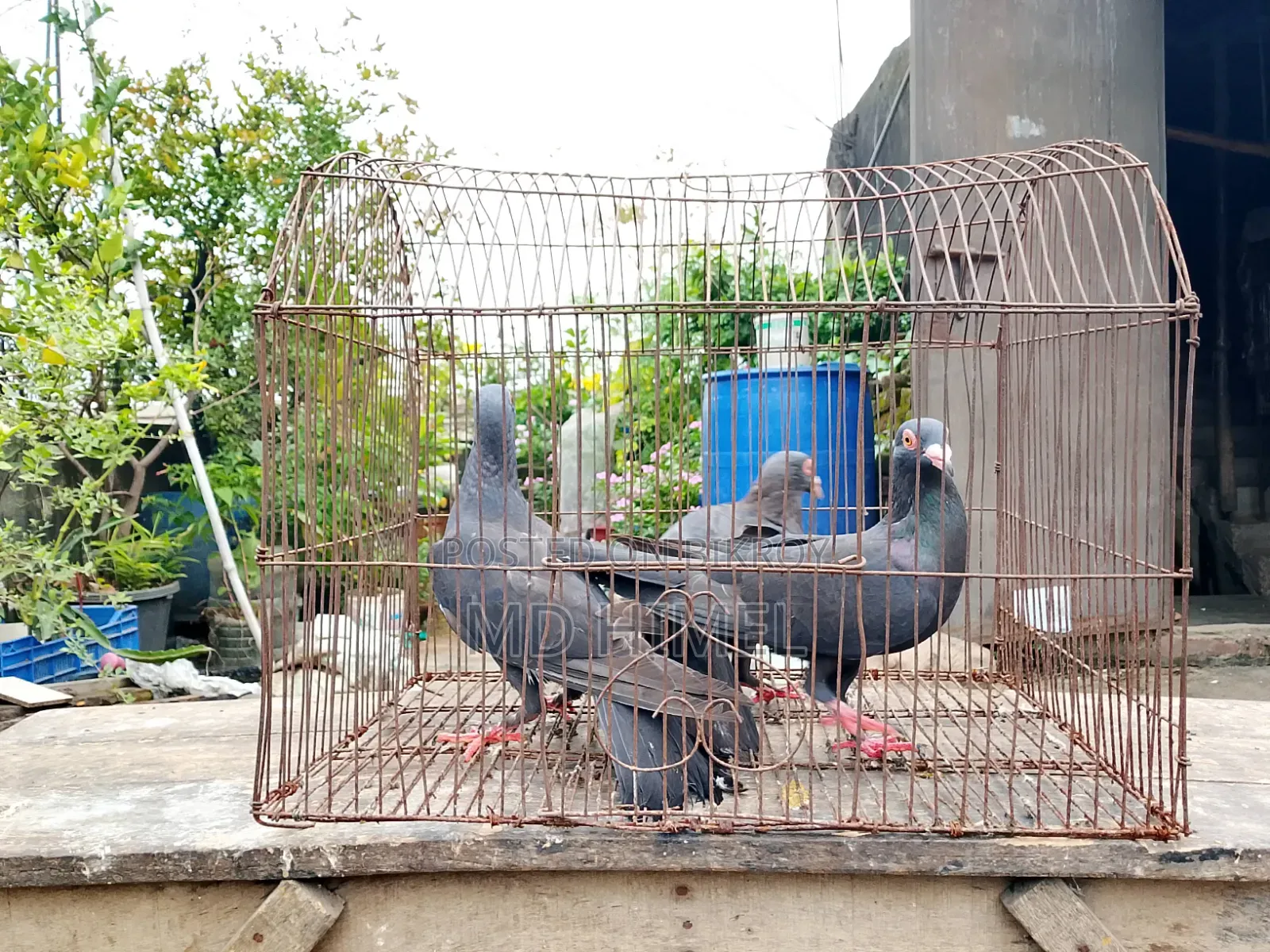 Three original black Huma female pigeons will be sold.