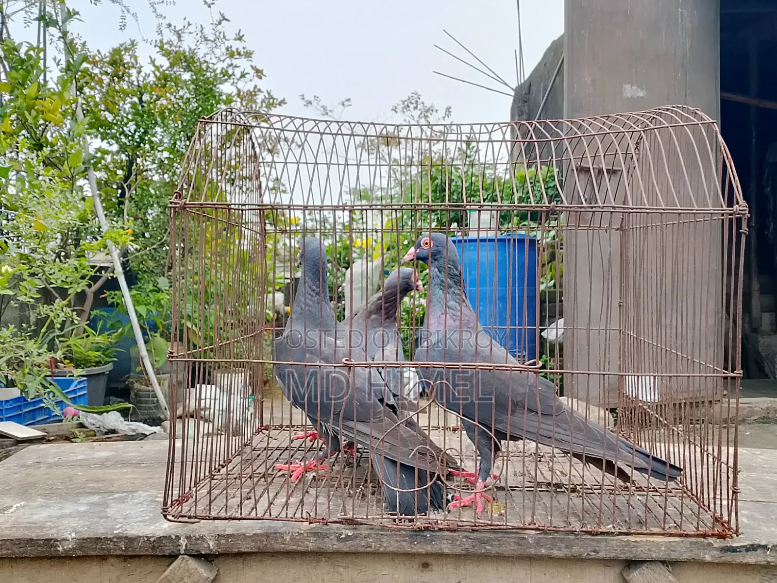 Three original black Huma female pigeons will be sold.