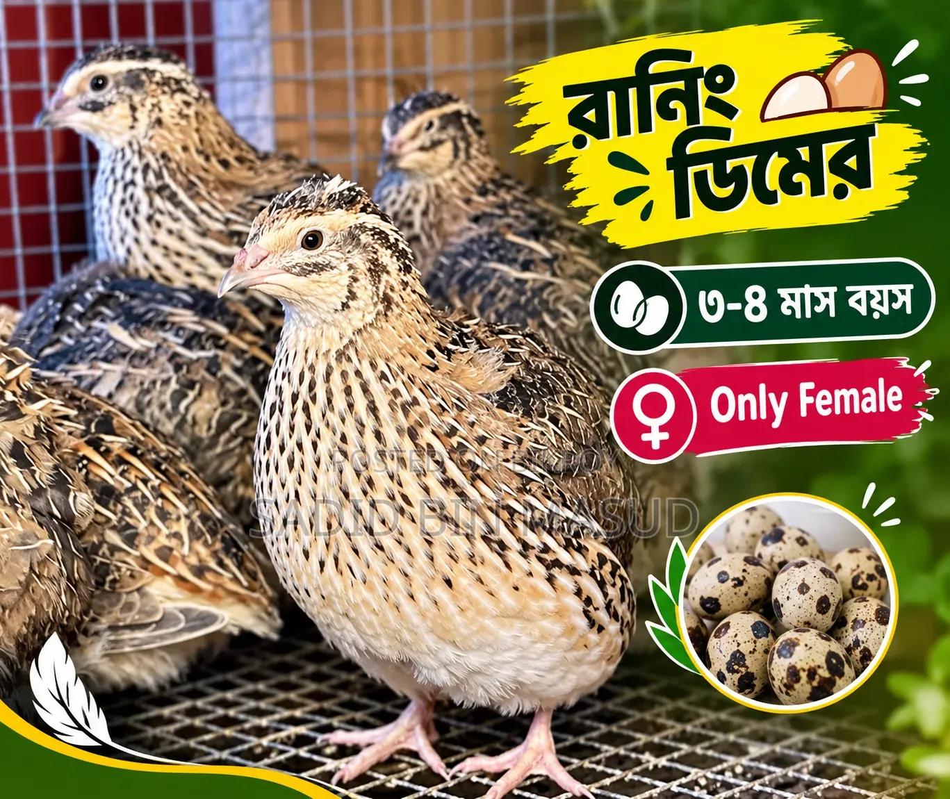 Quail Bird Running Eggs 3-4 Months Age