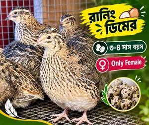 Quail Bird Running Eggs 3-4 Months Age