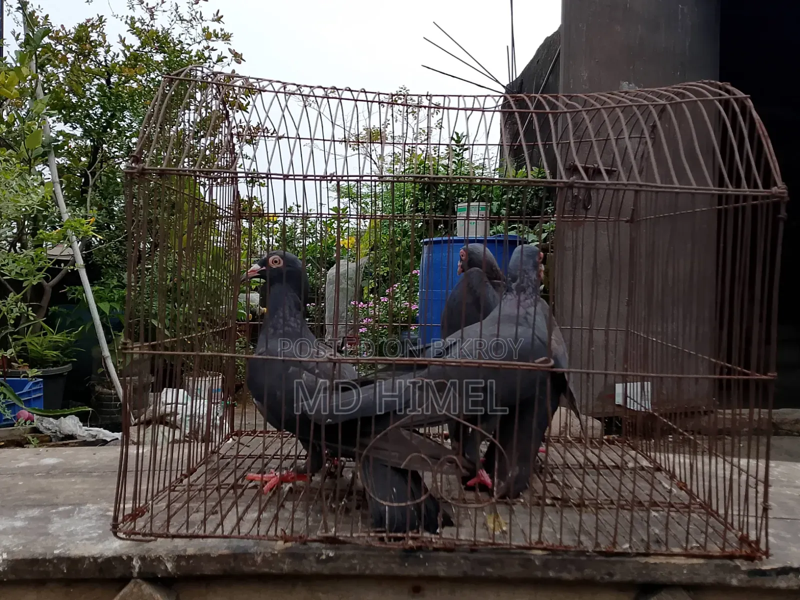 Three original black Huma female pigeons will be sold.