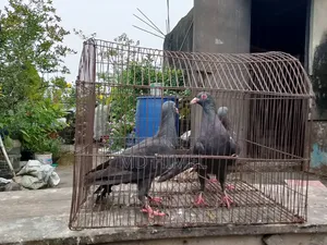Three original black Huma female pigeons will be sold.