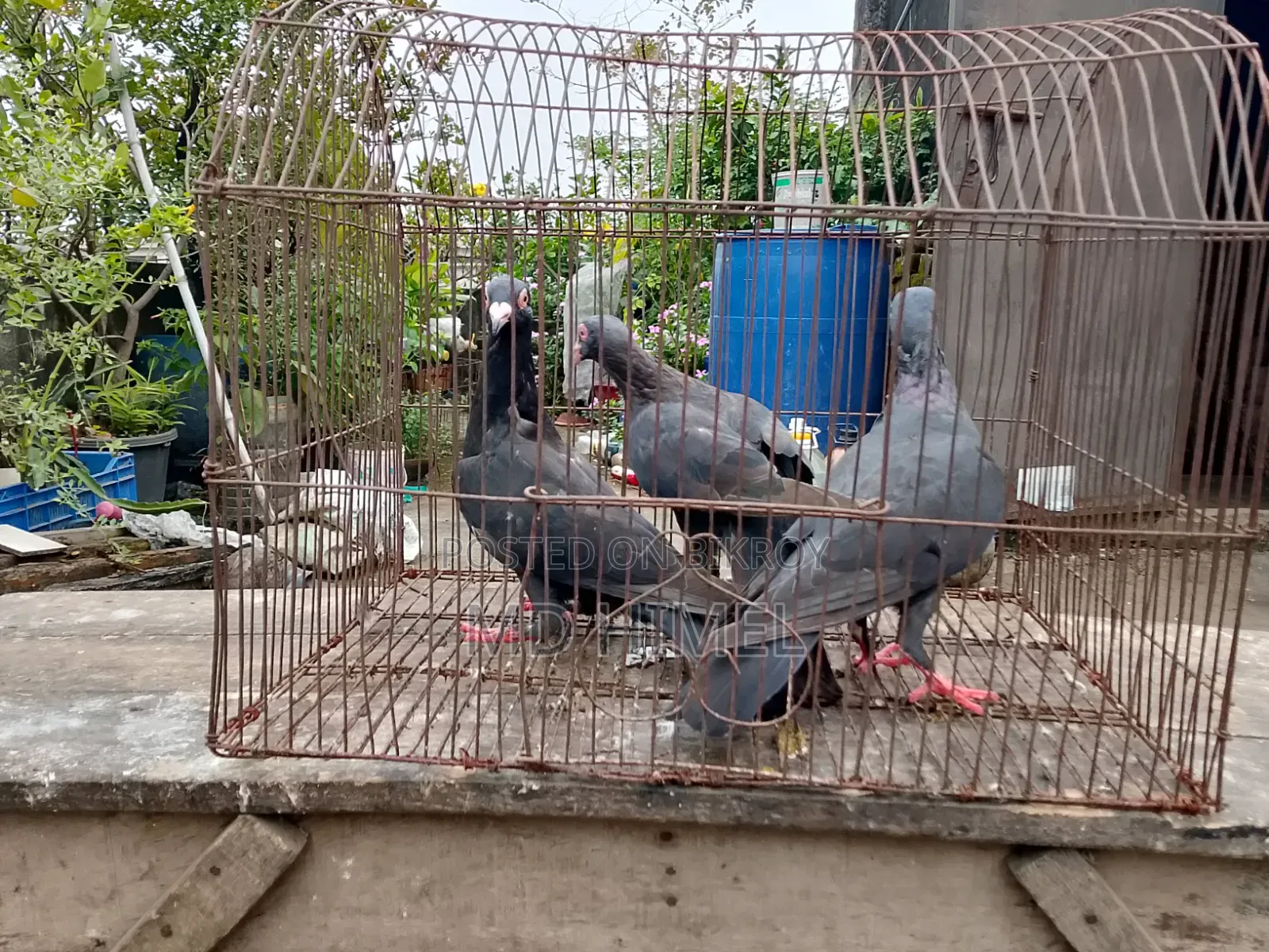 Three original black Huma female pigeons will be sold.