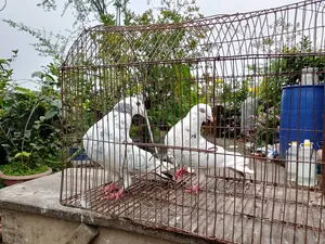 A pair of big-sized Giribaz pigeons will be sold.