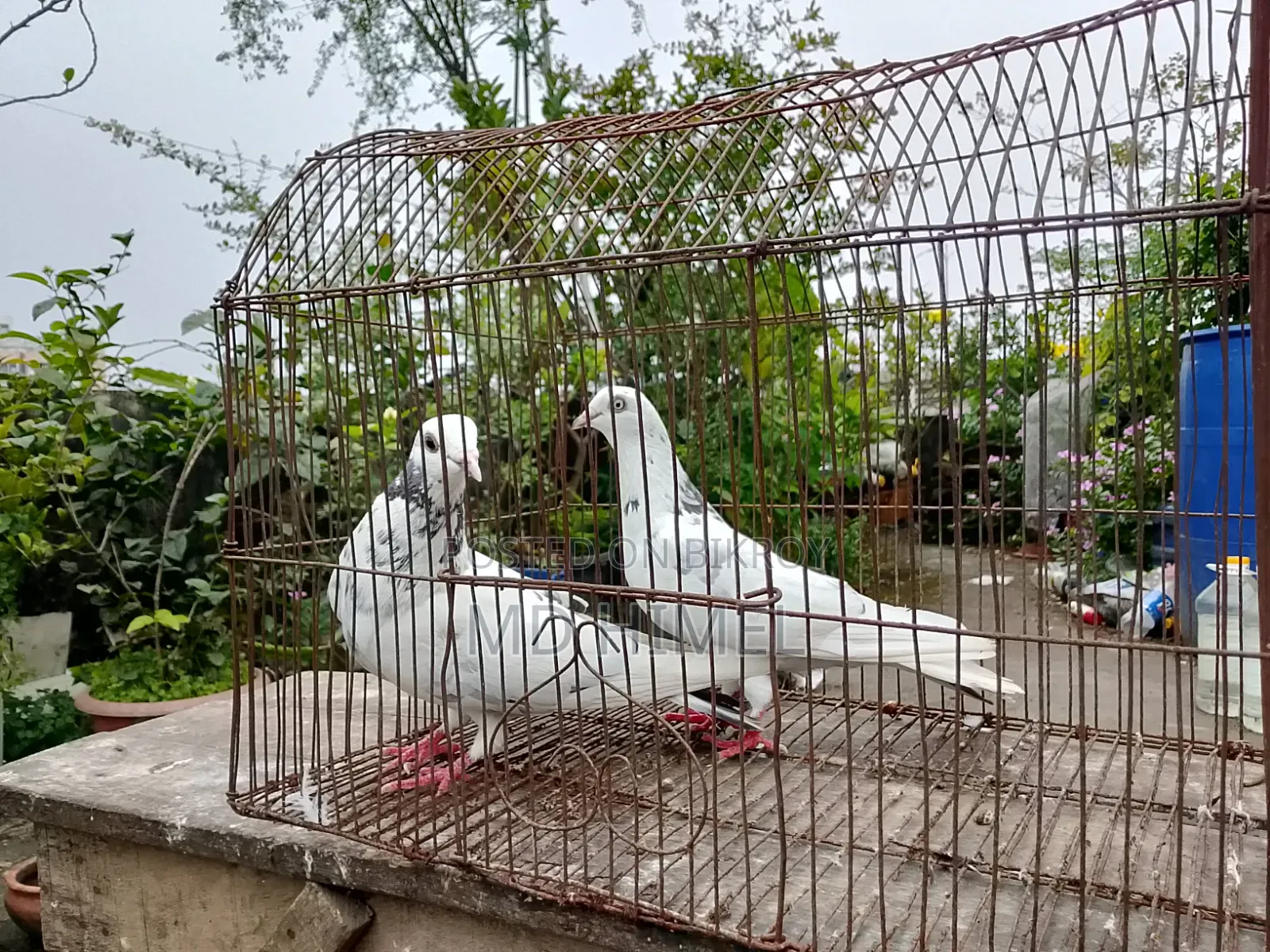 A pair of big-sized Giribaz pigeons will be sold.