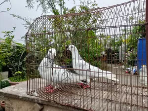 A pair of big-sized Giribaz pigeons will be sold.