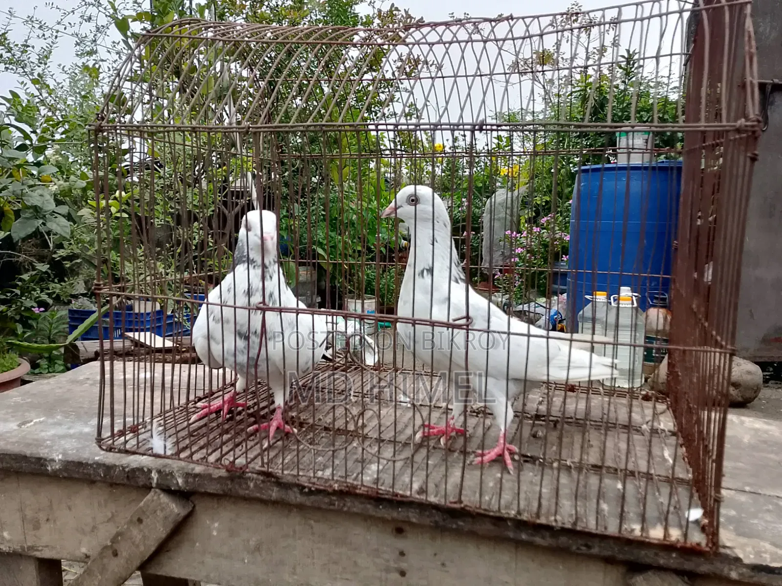 A pair of big-sized Giribaz pigeons will be sold.