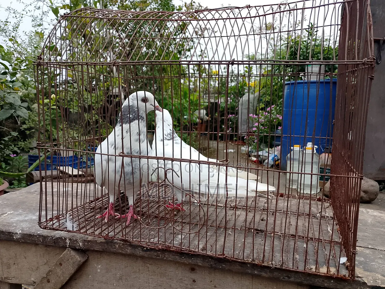 A pair of big-sized Giribaz pigeons will be sold.