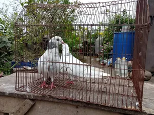 A pair of big-sized Giribaz pigeons will be sold.