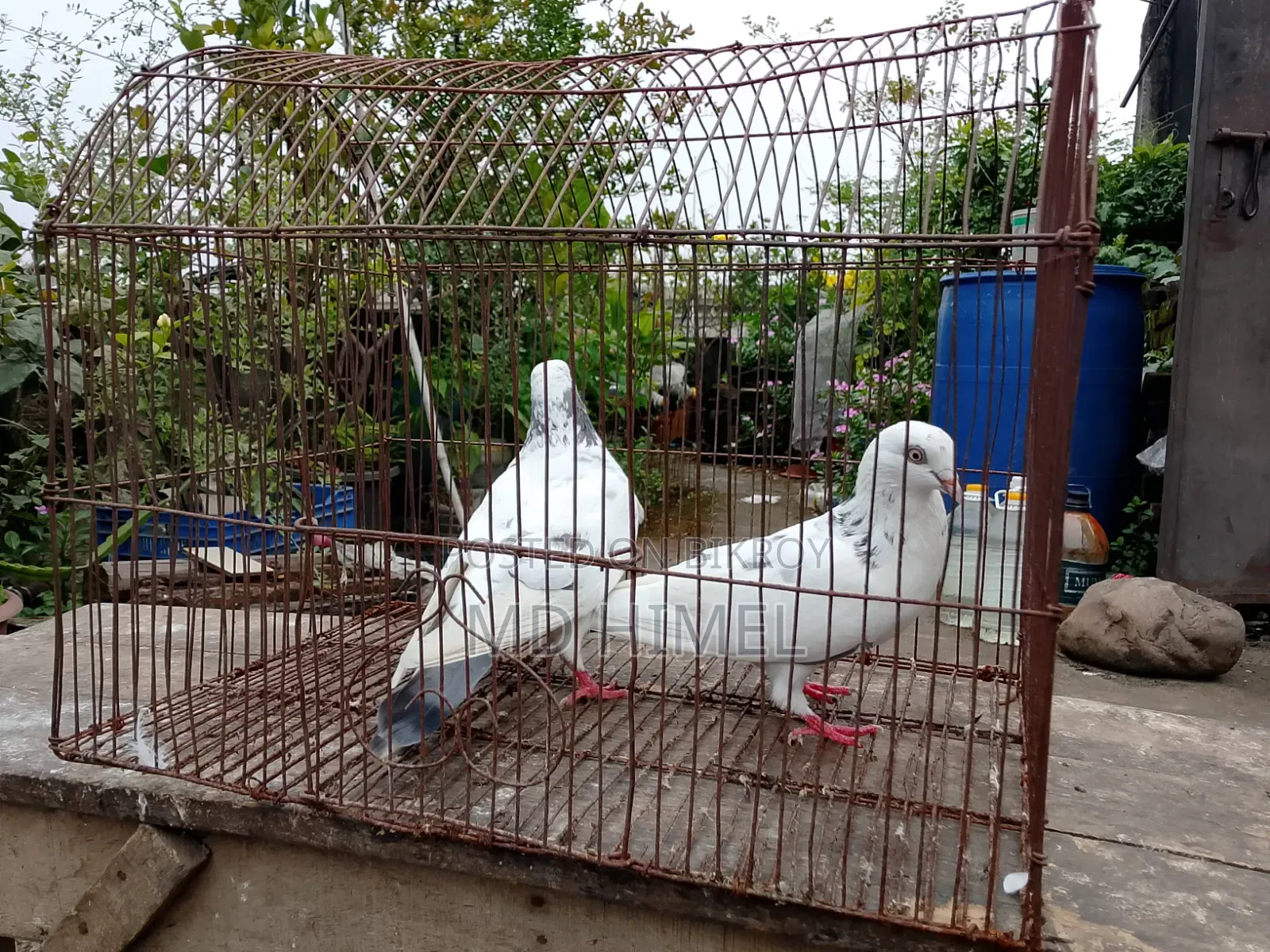 A pair of big-sized Giribaz pigeons will be sold.