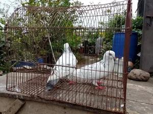 A pair of big-sized Giribaz pigeons will be sold.