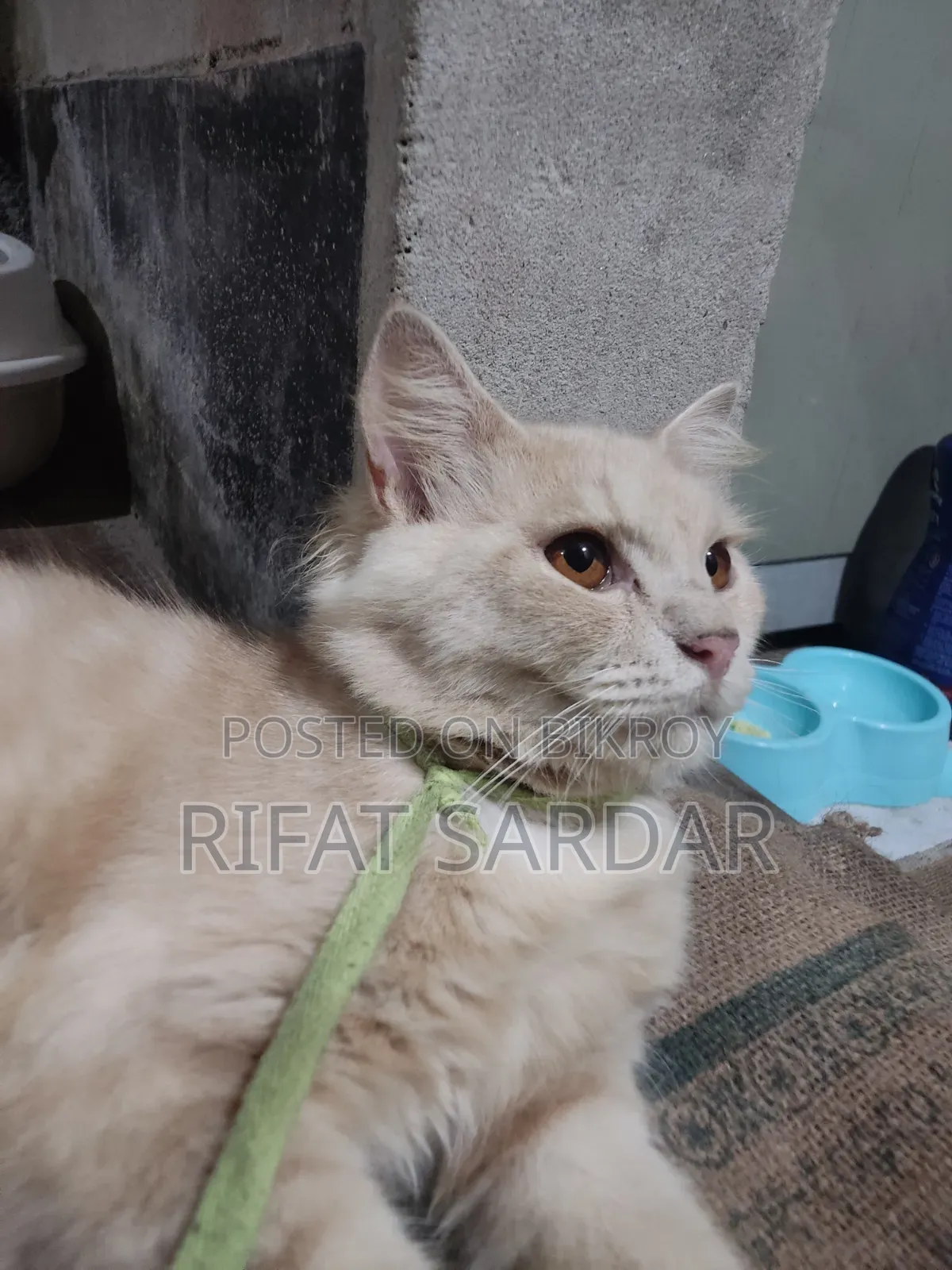 1+ Year Male Purebred Persian