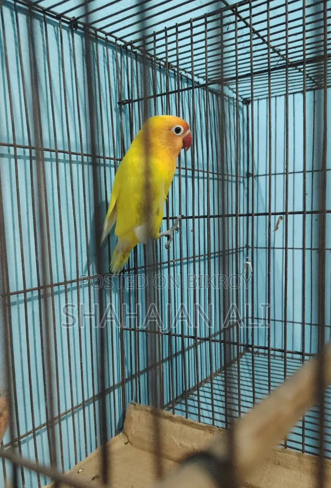 Lotino Opaline Lovebird.