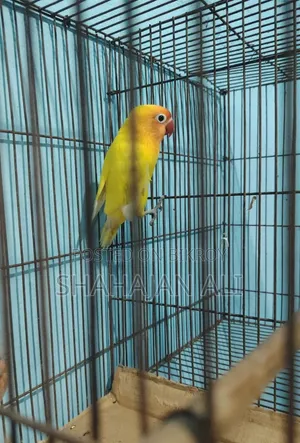 Lotino Opaline Lovebird.