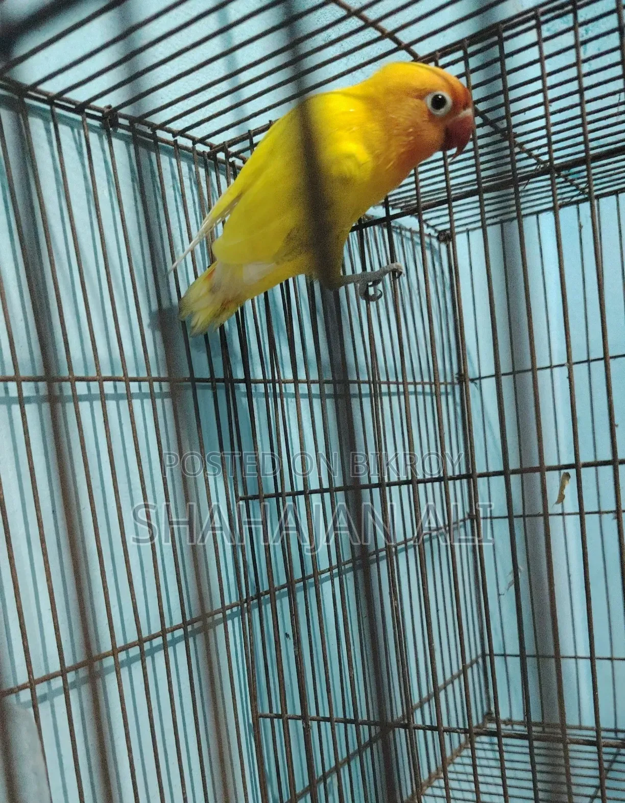 Lotino Opaline Lovebird.