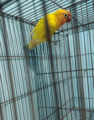 Lotino Opaline Lovebird.
