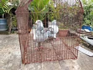 A pair of Giribaj pigeons will be sold.