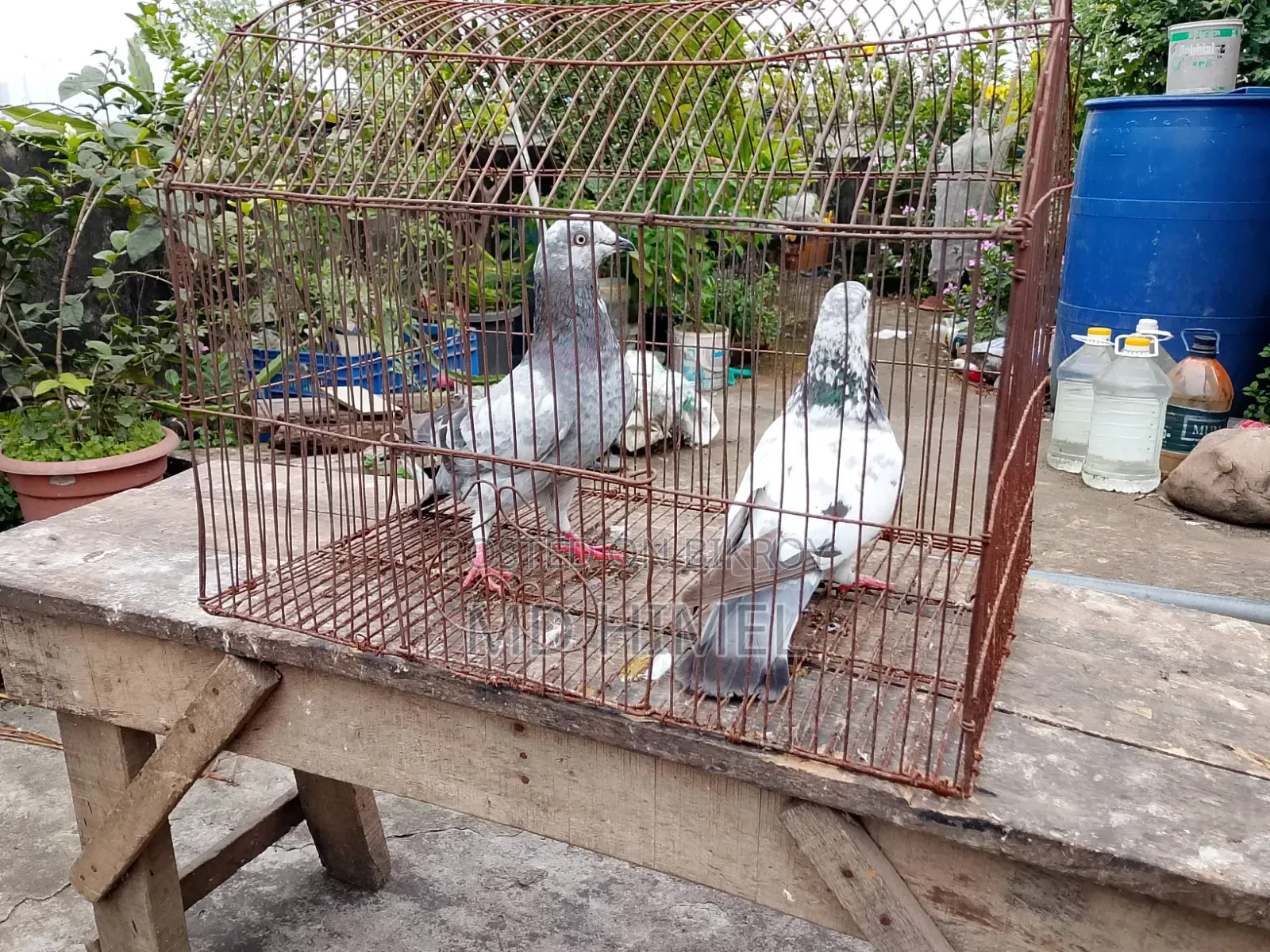 A pair of Giribaj pigeons will be sold.