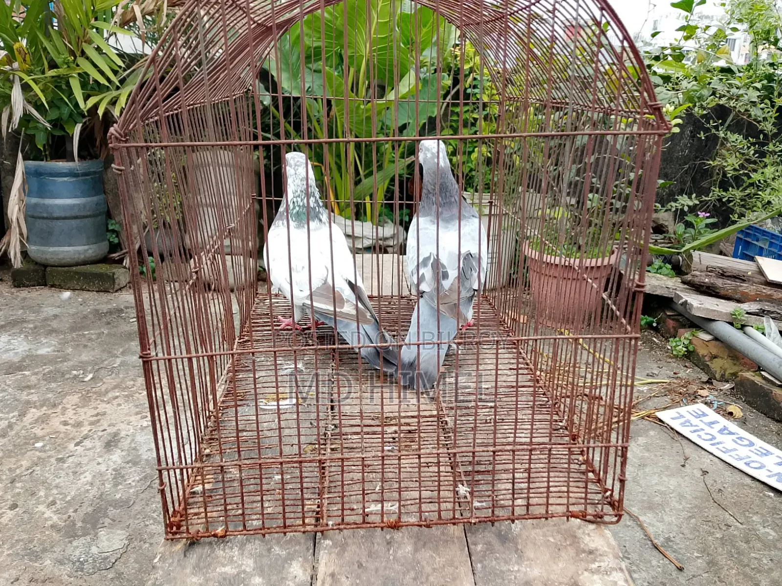 A pair of Giribaj pigeons will be sold.